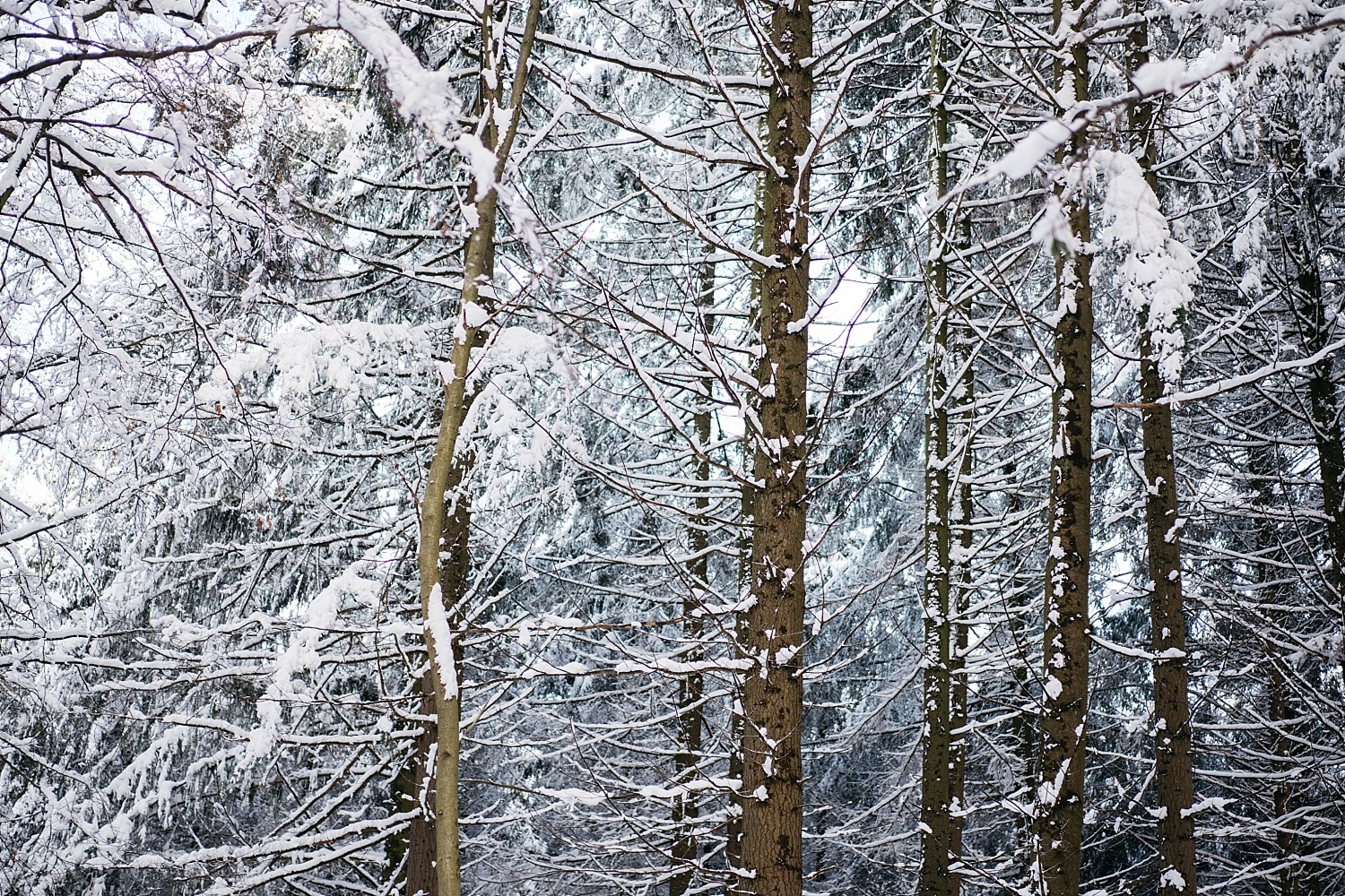 Cantons de l'est lac eupen randonnée neige Belgique barrage vesdre forêt hertogenwald