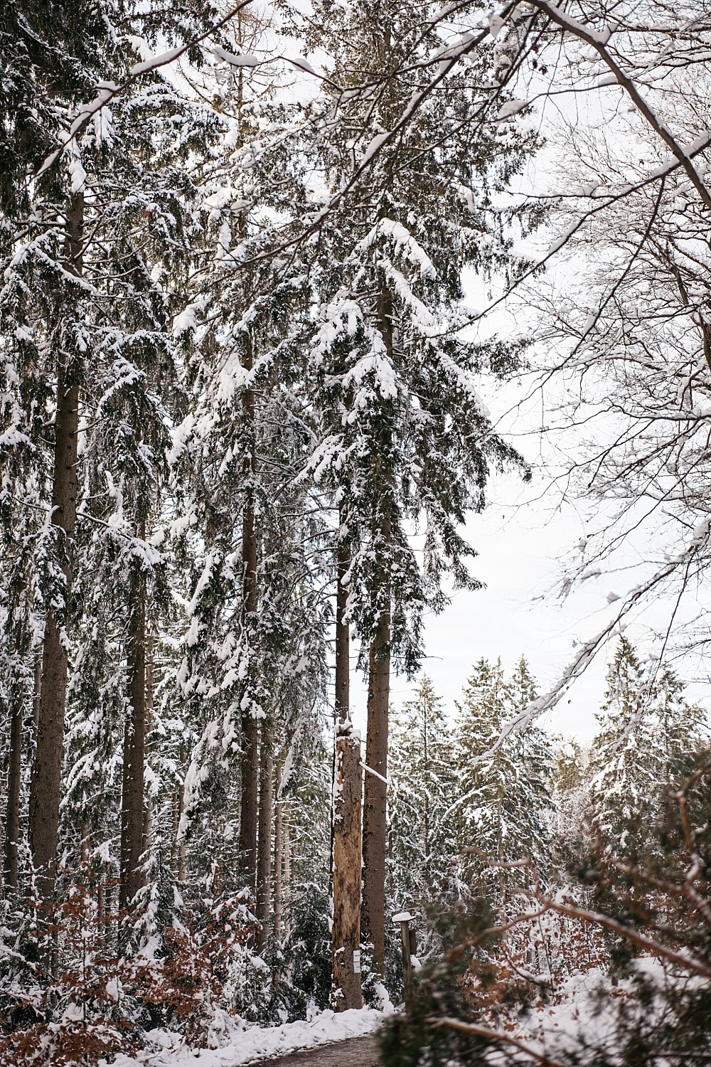 Cantons de l'est lac eupen randonnée neige Belgique barrage vesdre forêt hertogenwald