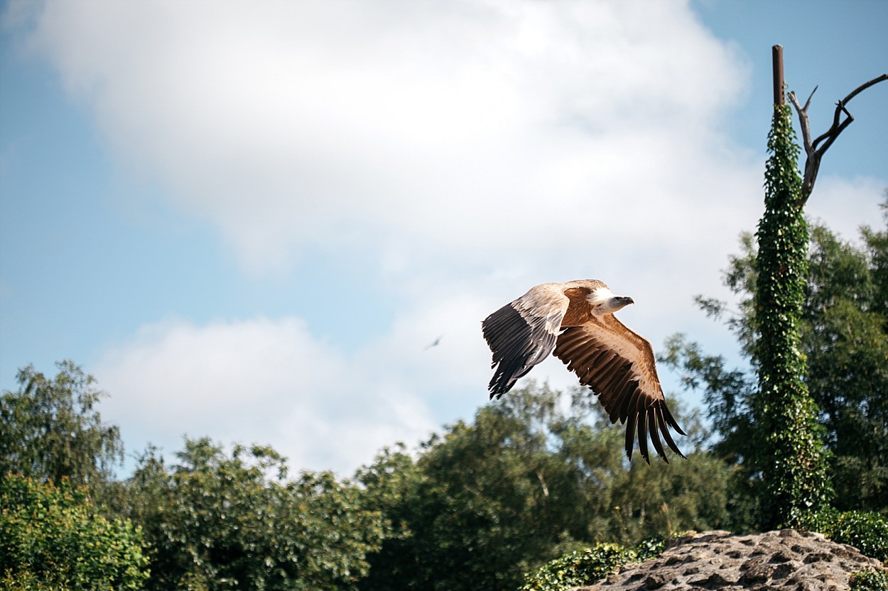 Bal des oiseaux fantomes Puy du fou