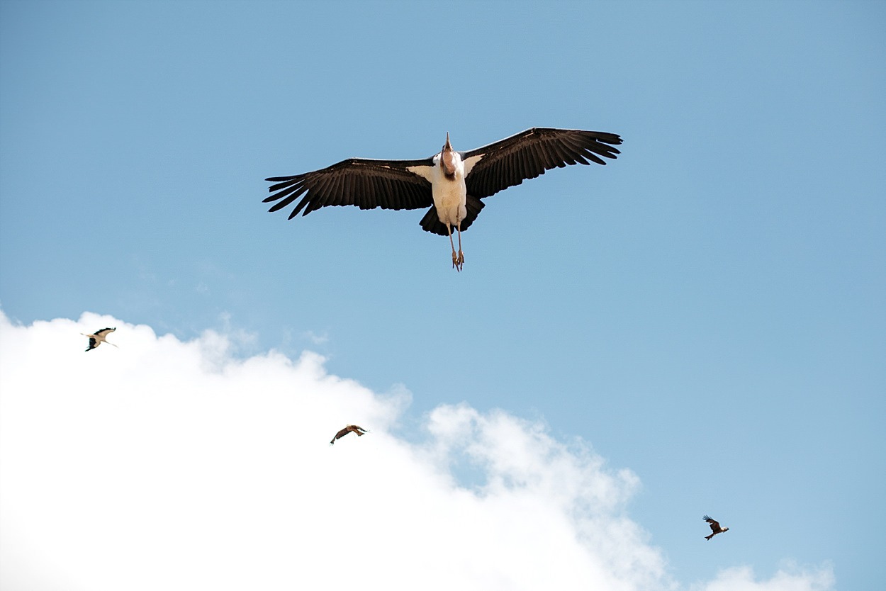 Bal des oiseaux fantomes Puy du fou