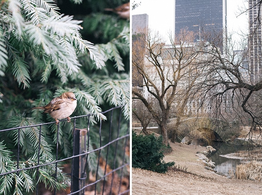 NYC midtown Manhattan Central park