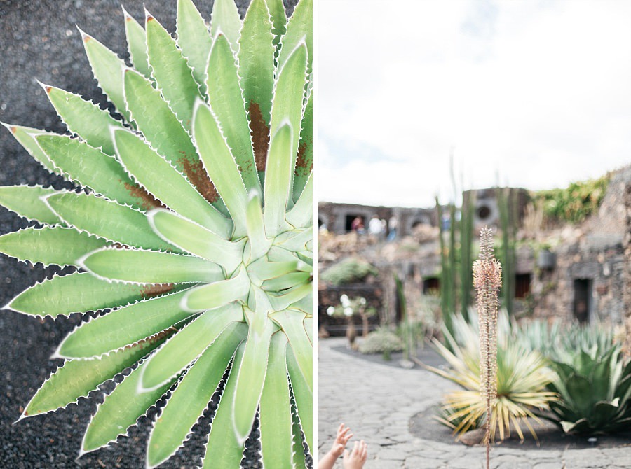 Lanzarote jardin de cactus 