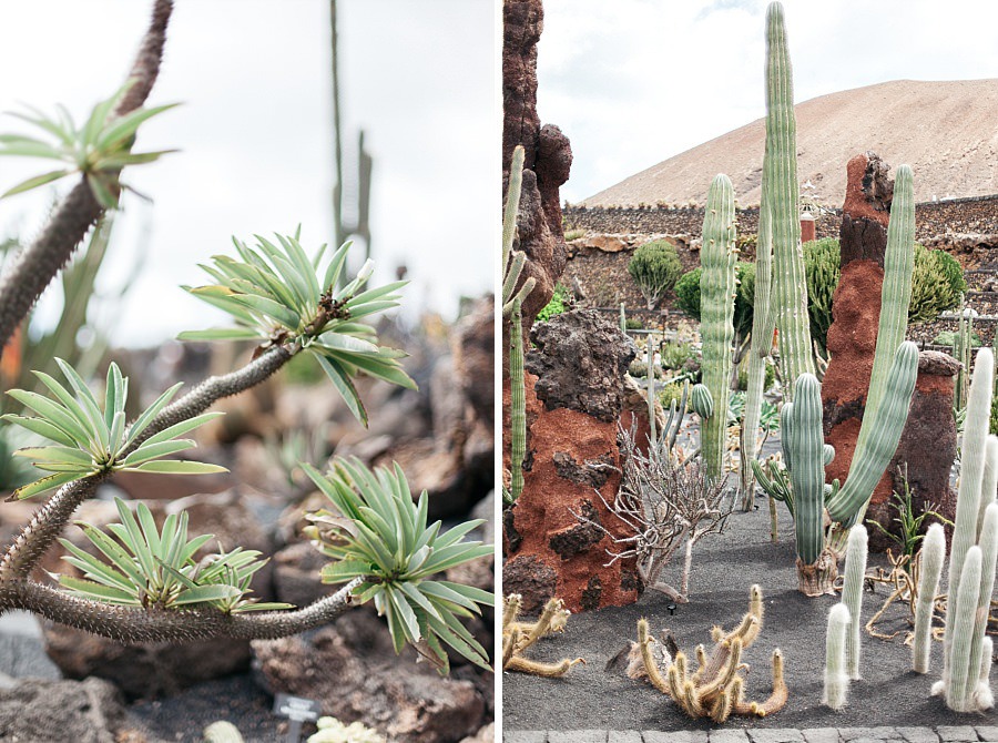 jardin de cactus