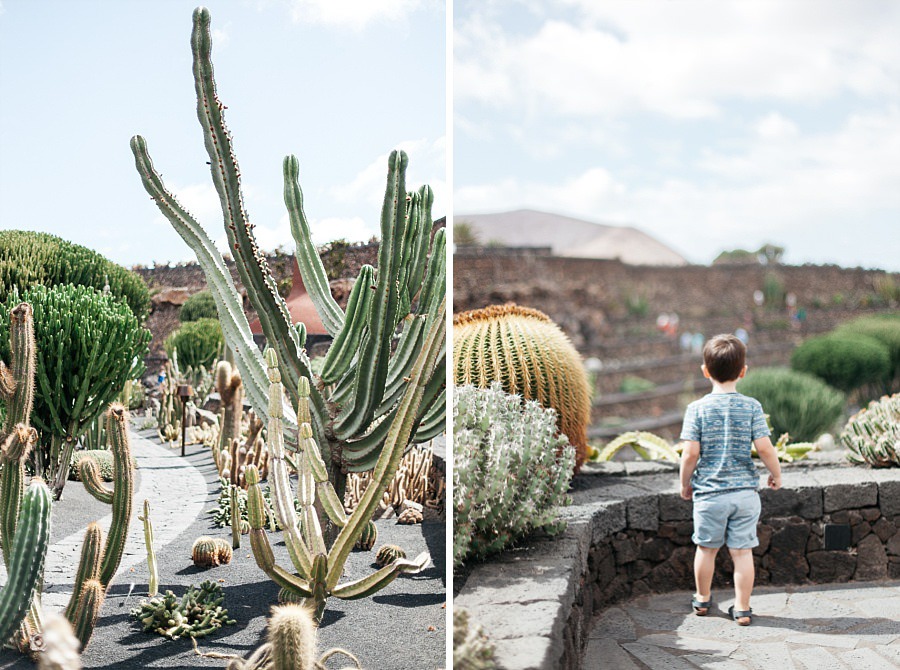 jardin de cactus