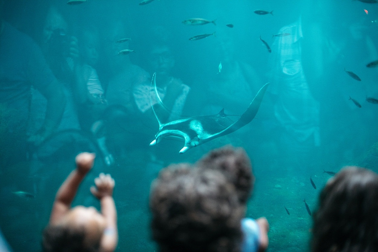 Nausicaa aquarium Boulogne sur mer France