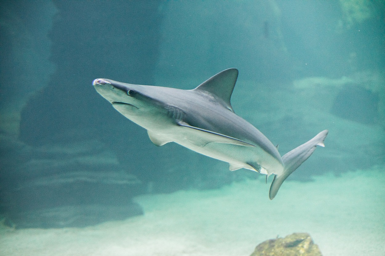 Nausicaa aquarium Boulogne sur mer France