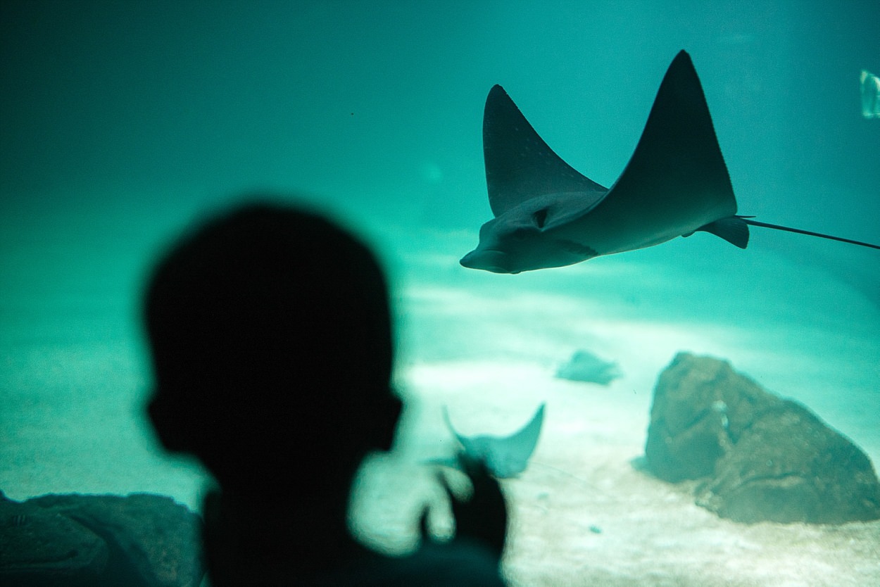 Nausicaa aquarium Boulogne sur mer France