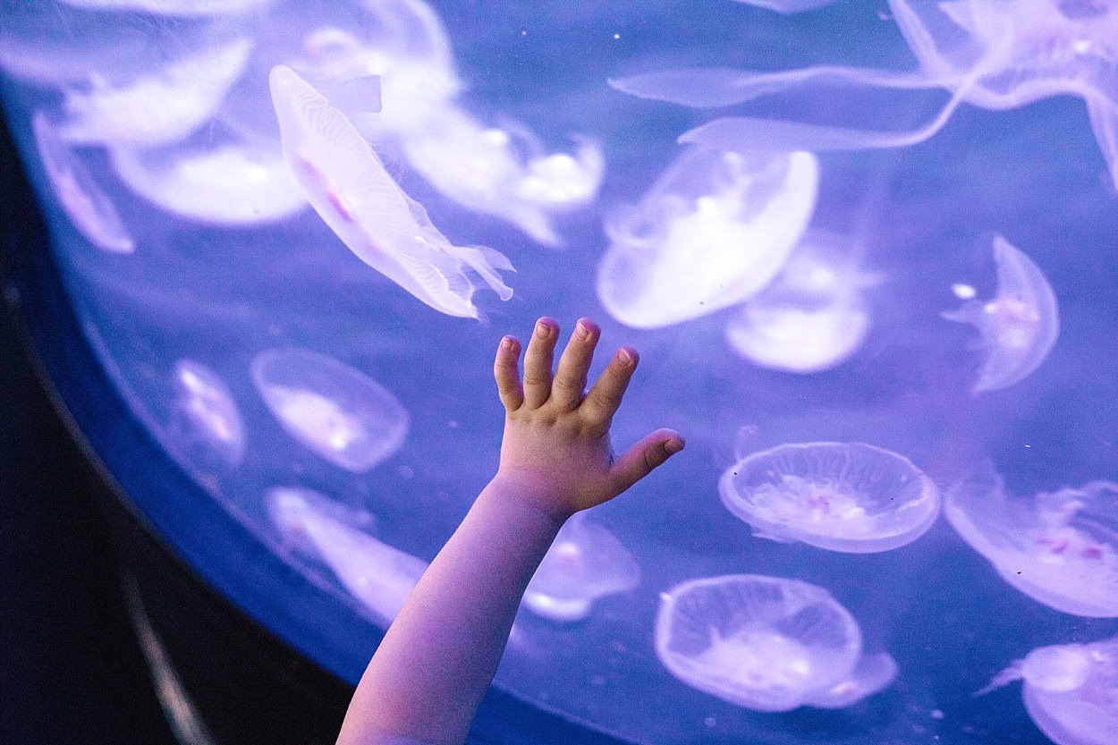 Nausicaa aquarium Boulogne sur mer France