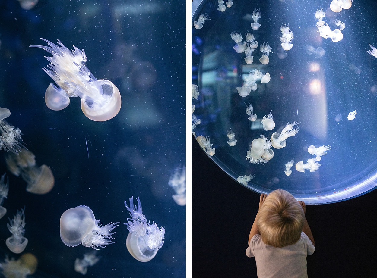 Nausicaa aquarium Boulogne sur mer France