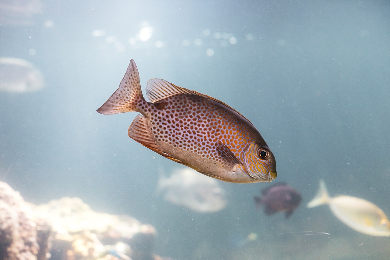 Nausicaa aquarium Boulogne sur mer France