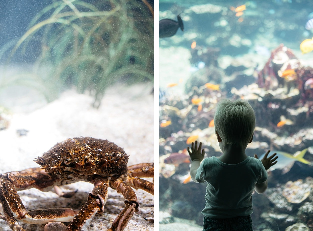 Nausicaa aquarium Boulogne sur mer France