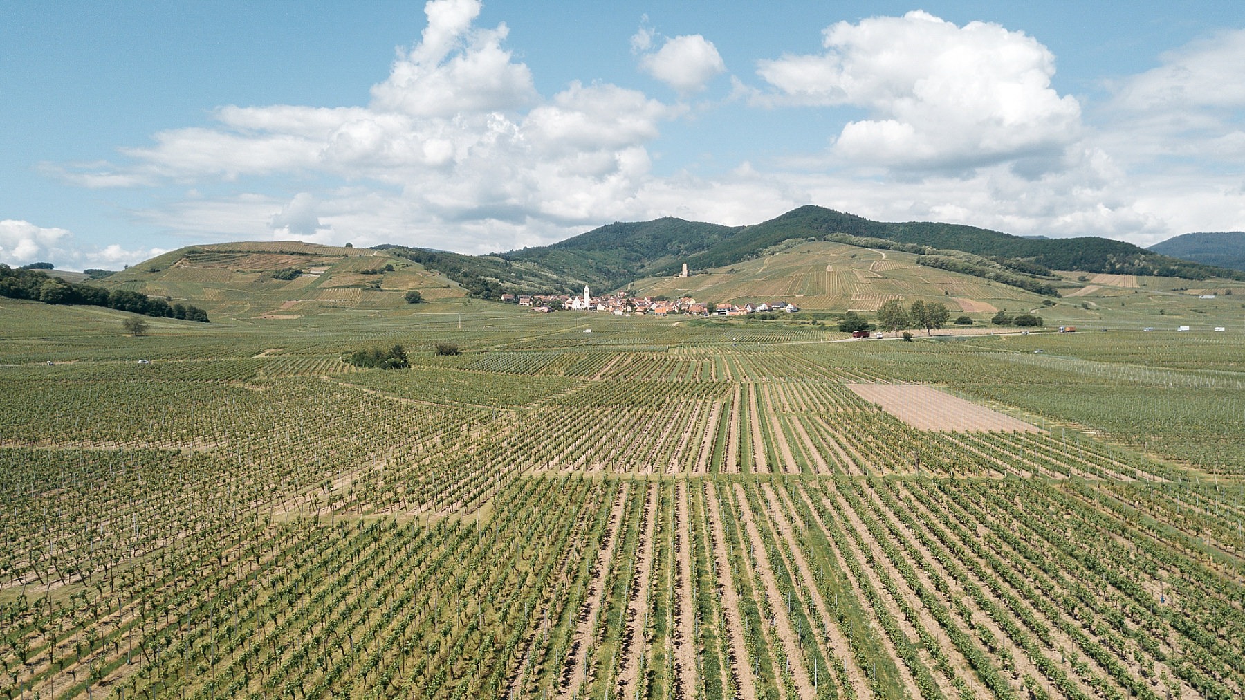 La route des vins Vosges