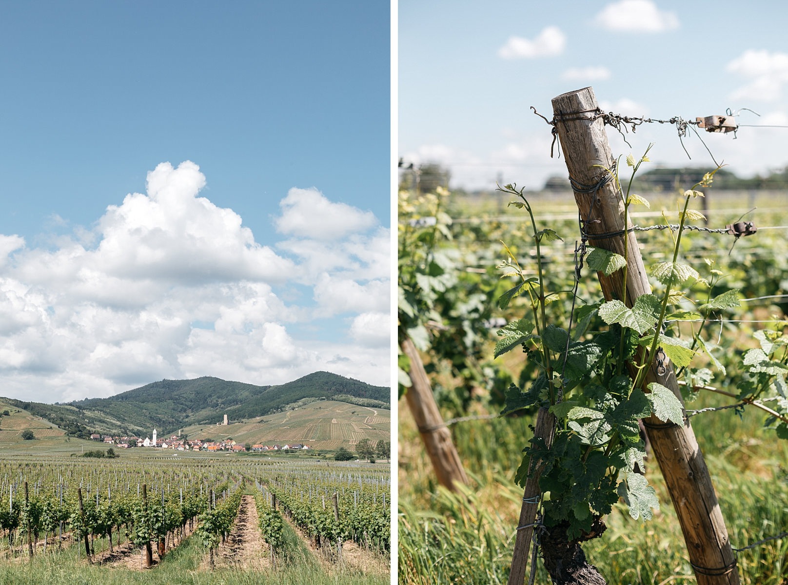 La route des vins Vosges