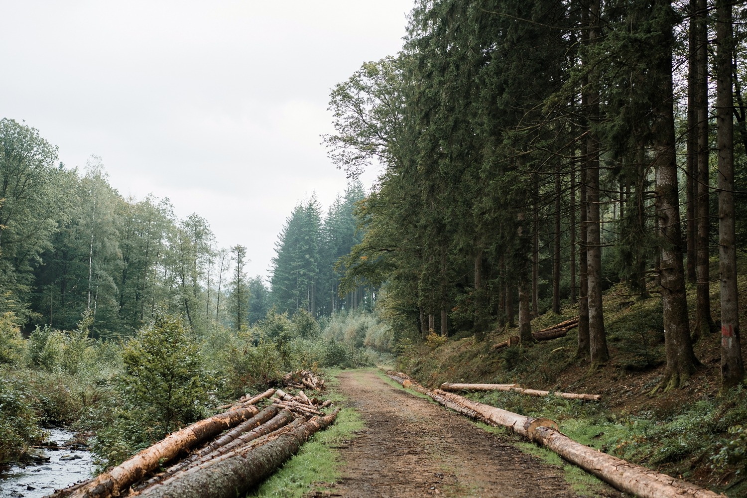 Luna & les gardiens des forêts Florenville application Totemus chasse au trésor Gaume Forêt de Muno Roche à l'appel Belgique Wallonie 