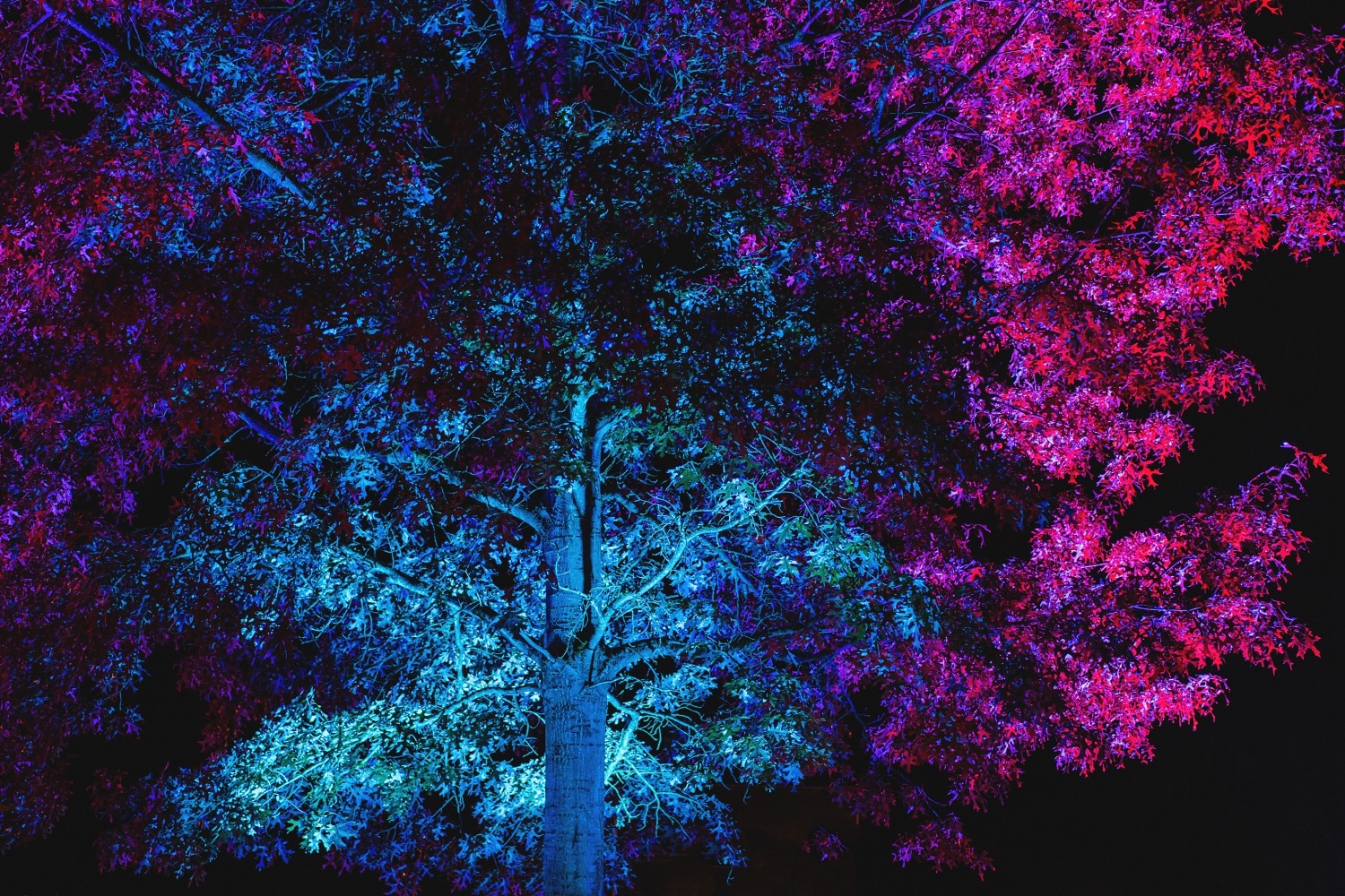 Lanterna magica Wallonie Château de la Hulpe Belgique promenade nocturne famille spectacle lumières 