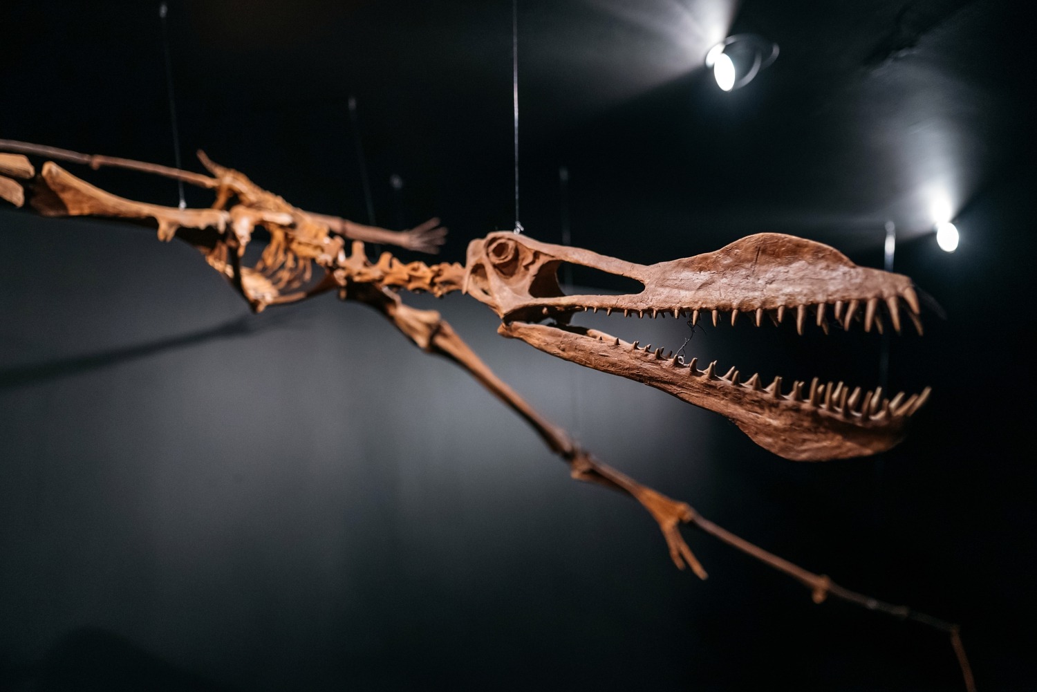 Gondwana das praehistorium musé préhistorique Sarre Saar Allemagne histoire naturelle dinosaure 