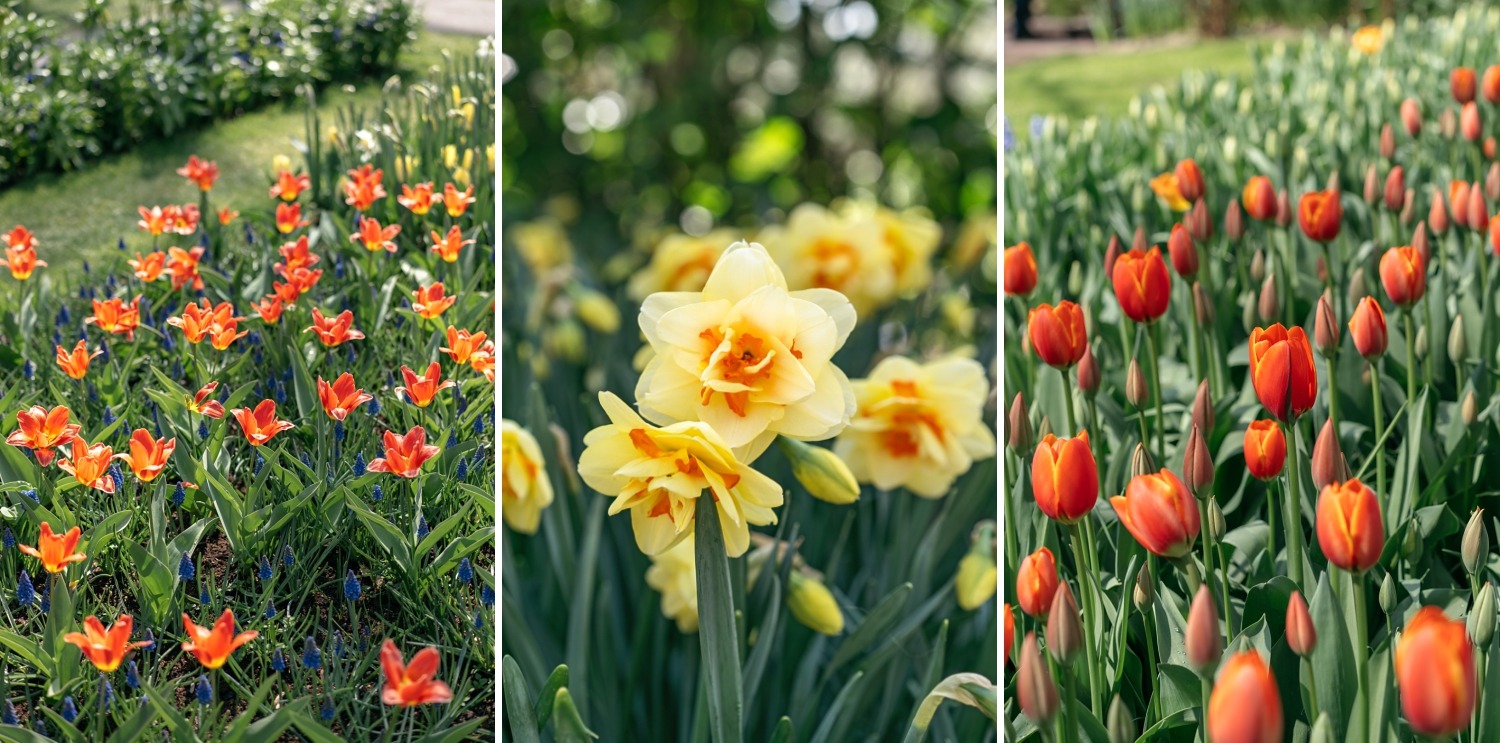 Keukenhof Hollande la haye pays bas tulipe  