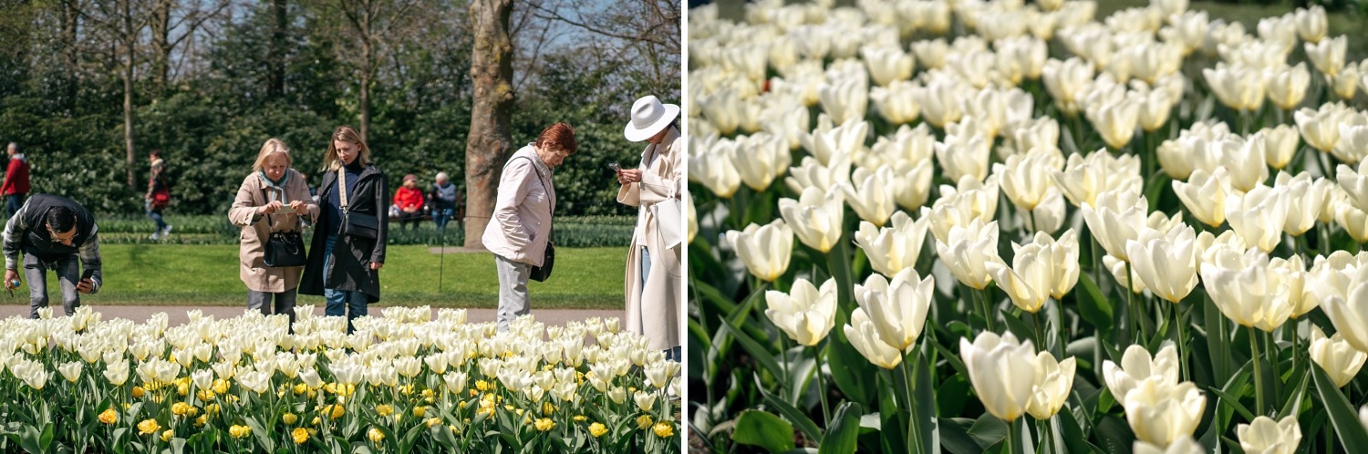 Keukenhof Hollande la haye pays bas tulipe  