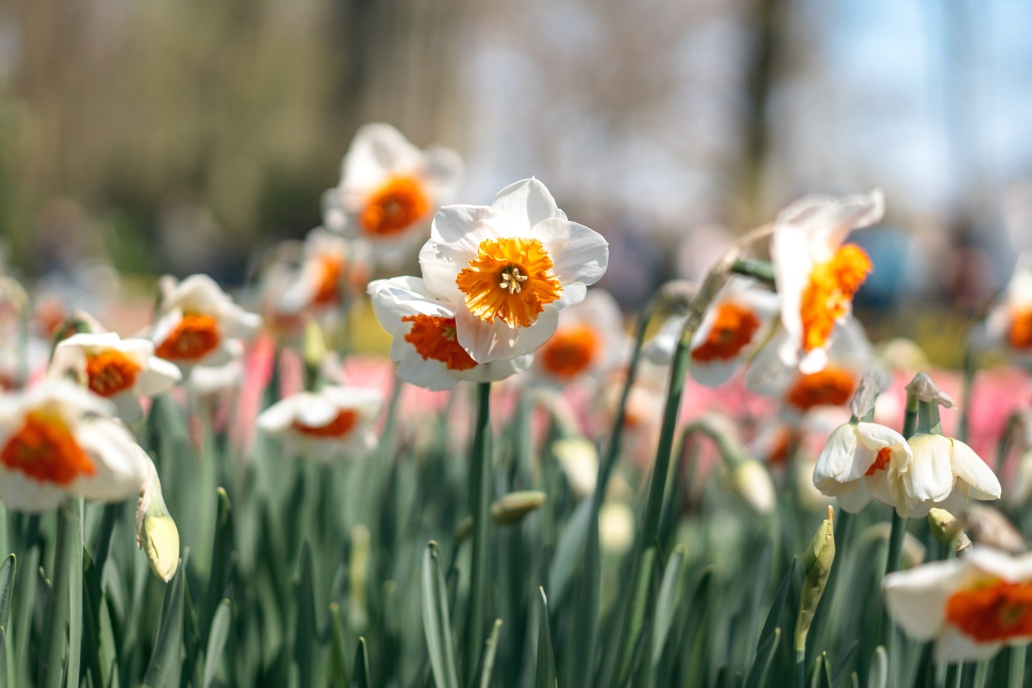 Keukenhof Hollande la haye pays bas tulipe  