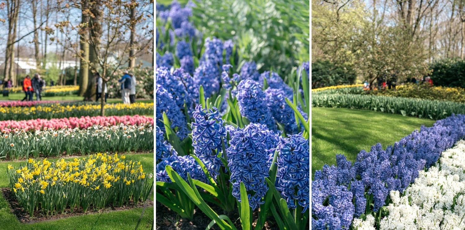 Keukenhof Hollande la haye pays bas tulipe  