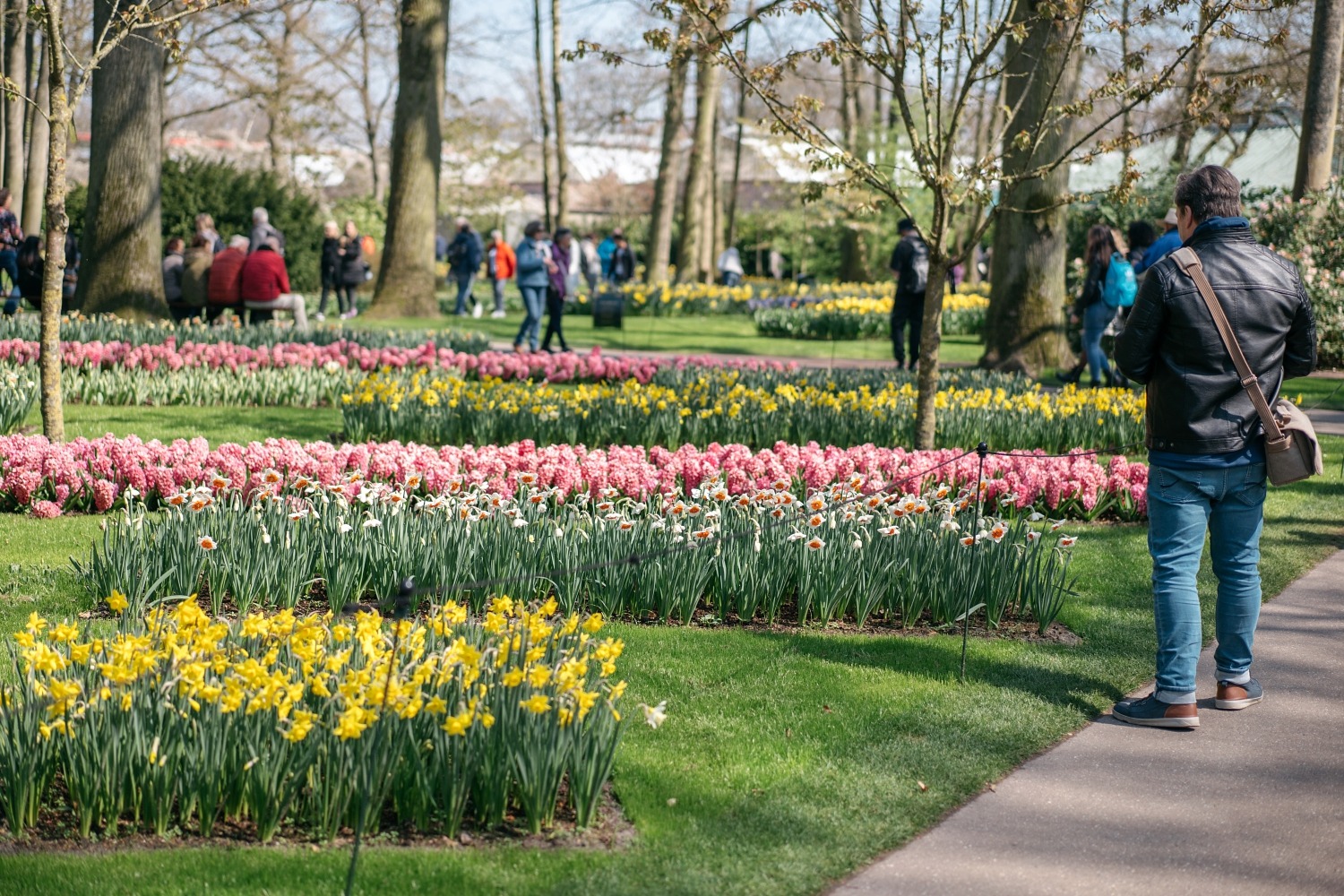 Keukenhof Hollande la haye pays bas tulipe  