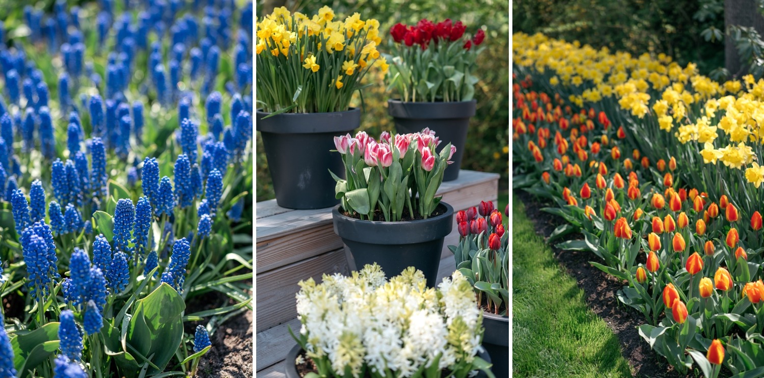 Keukenhof Hollande la haye pays bas tulipe  