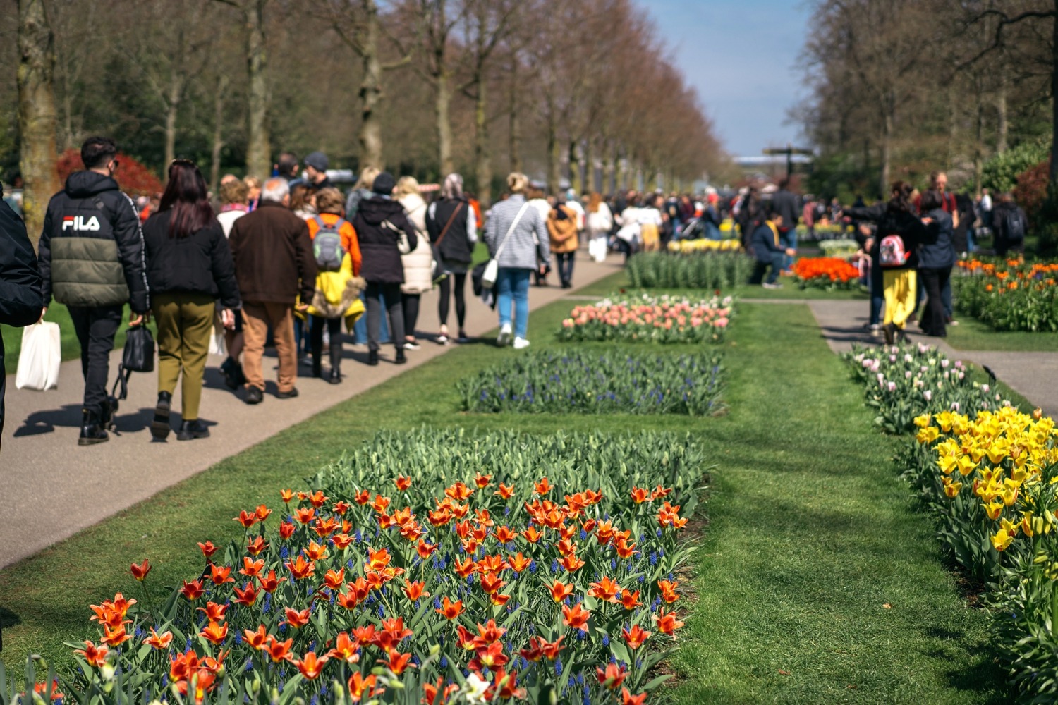 Keukenhof Hollande la haye pays bas tulipe  