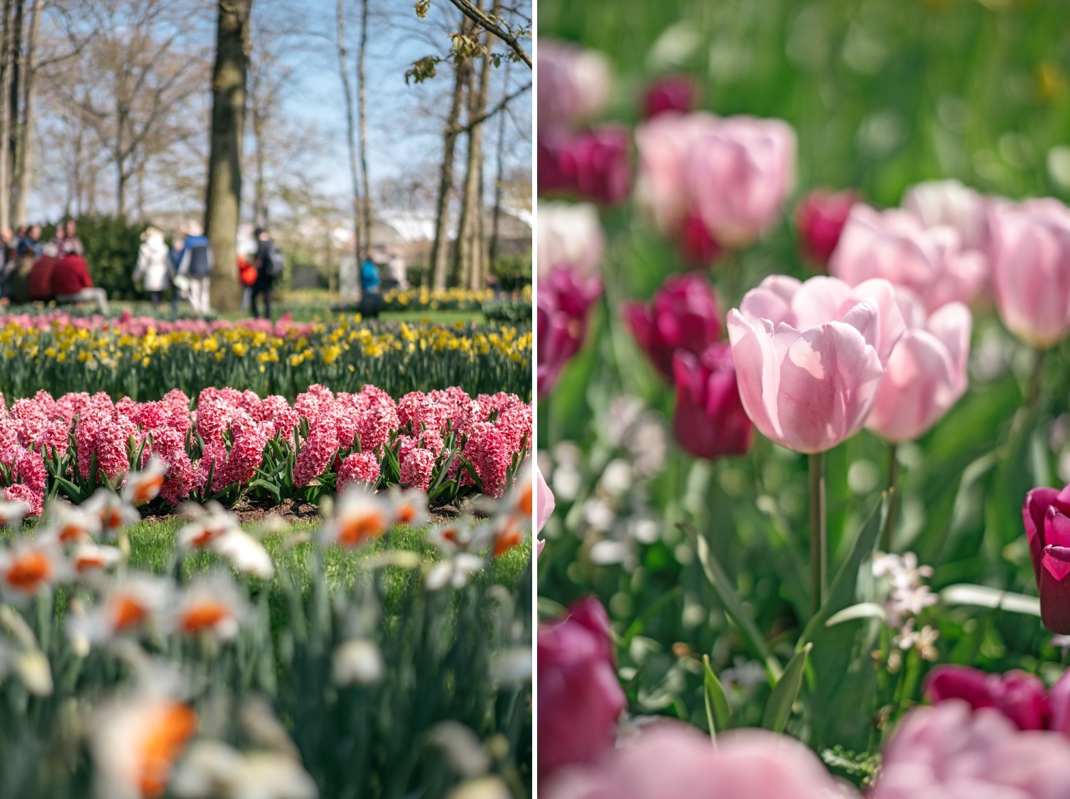 Keukenhof Hollande la haye pays bas tulipe  