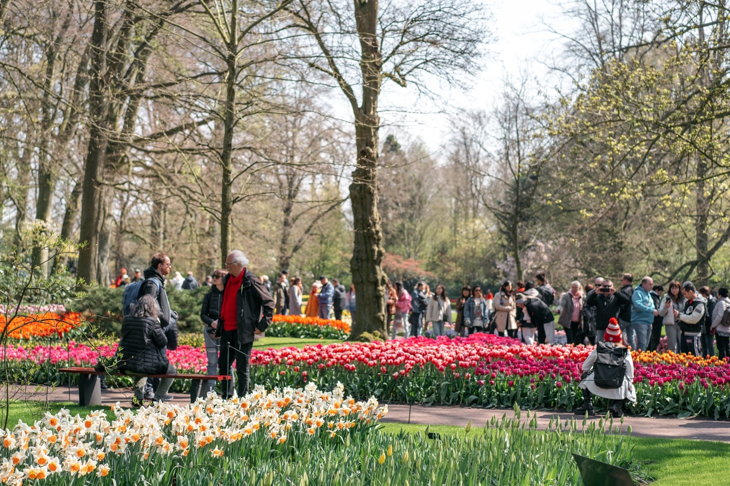 Keukenhof Hollande la haye pays bas tulipe  