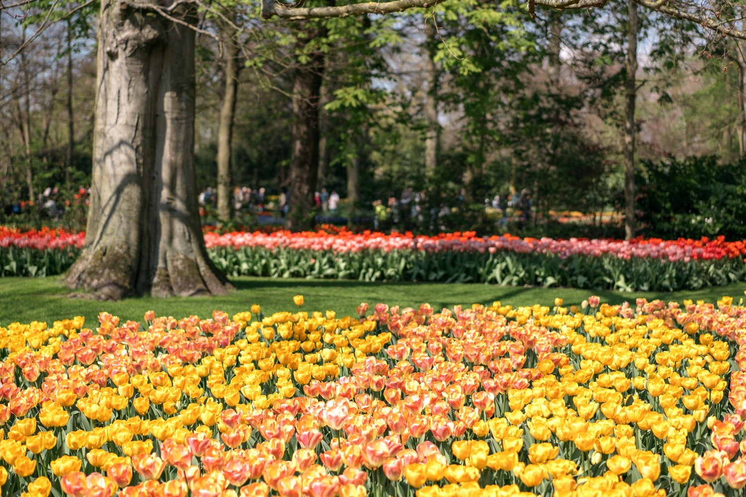 Keukenhof Hollande la haye pays bas tulipe  