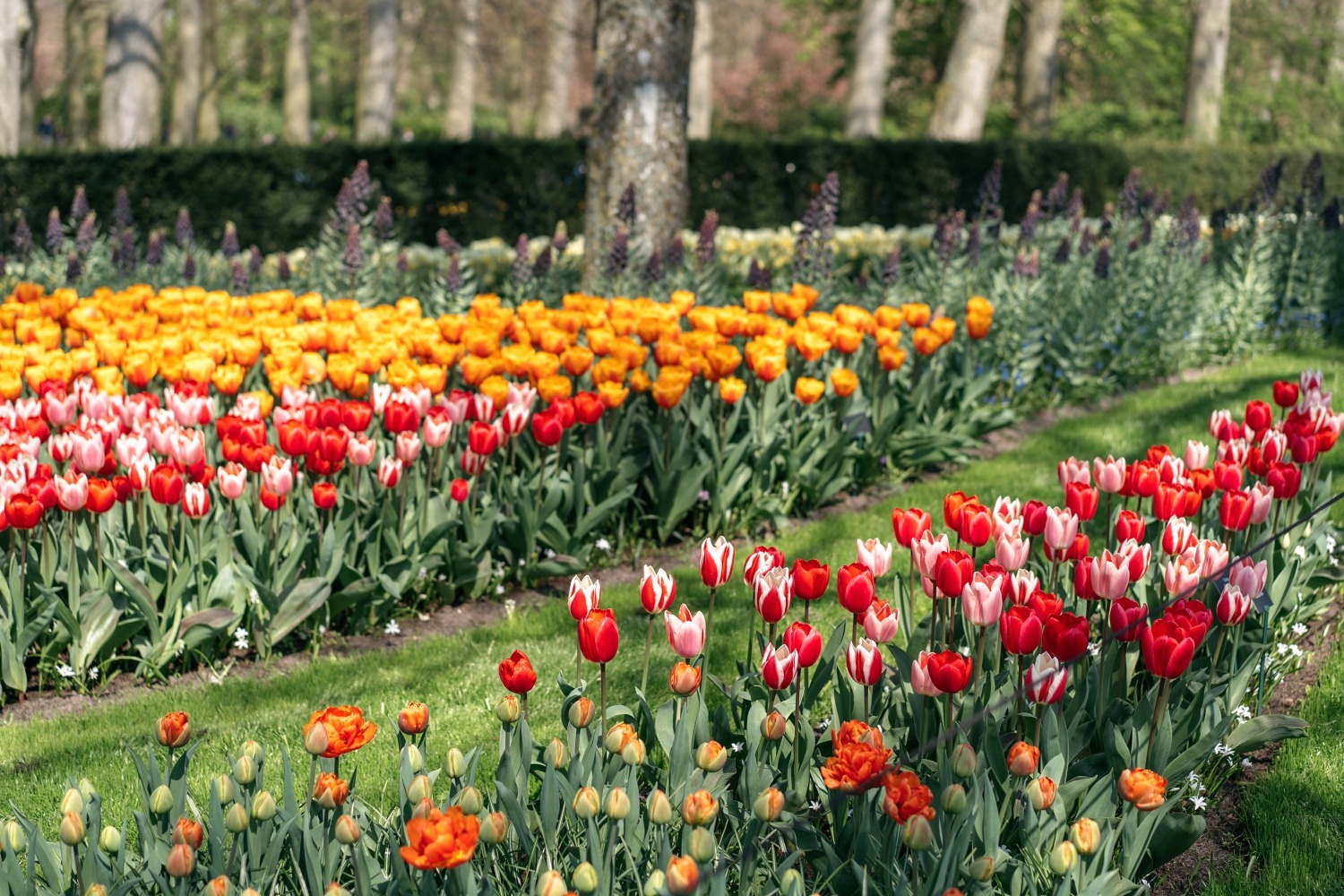 Keukenhof Hollande la haye pays bas tulipe  