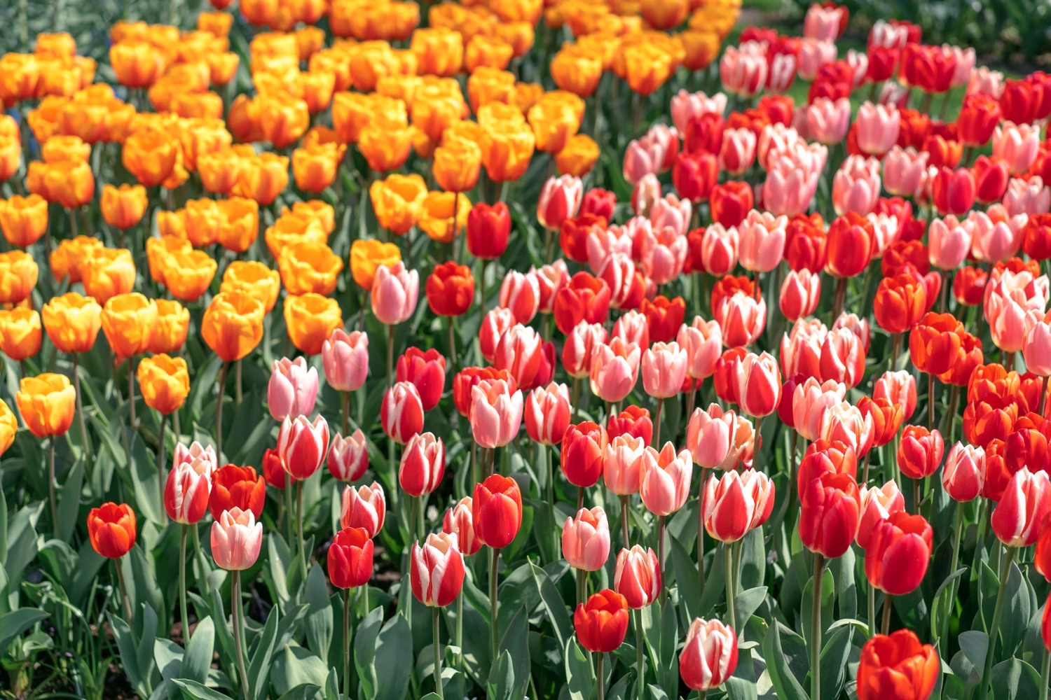 Keukenhof Hollande la haye pays bas tulipe  