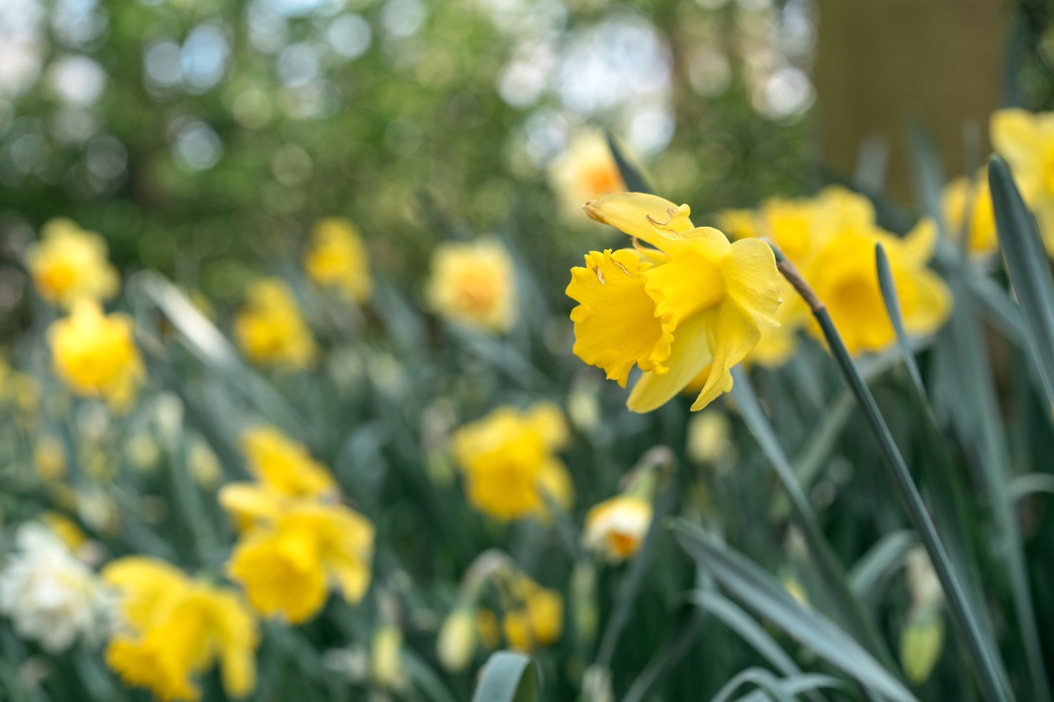 Keukenhof Hollande la haye pays bas tulipe  