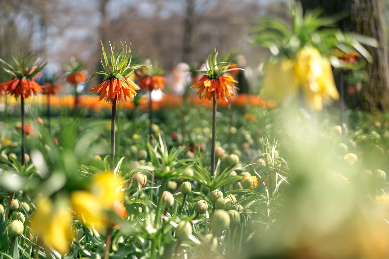 Keukenhof Hollande la haye pays bas tulipe  