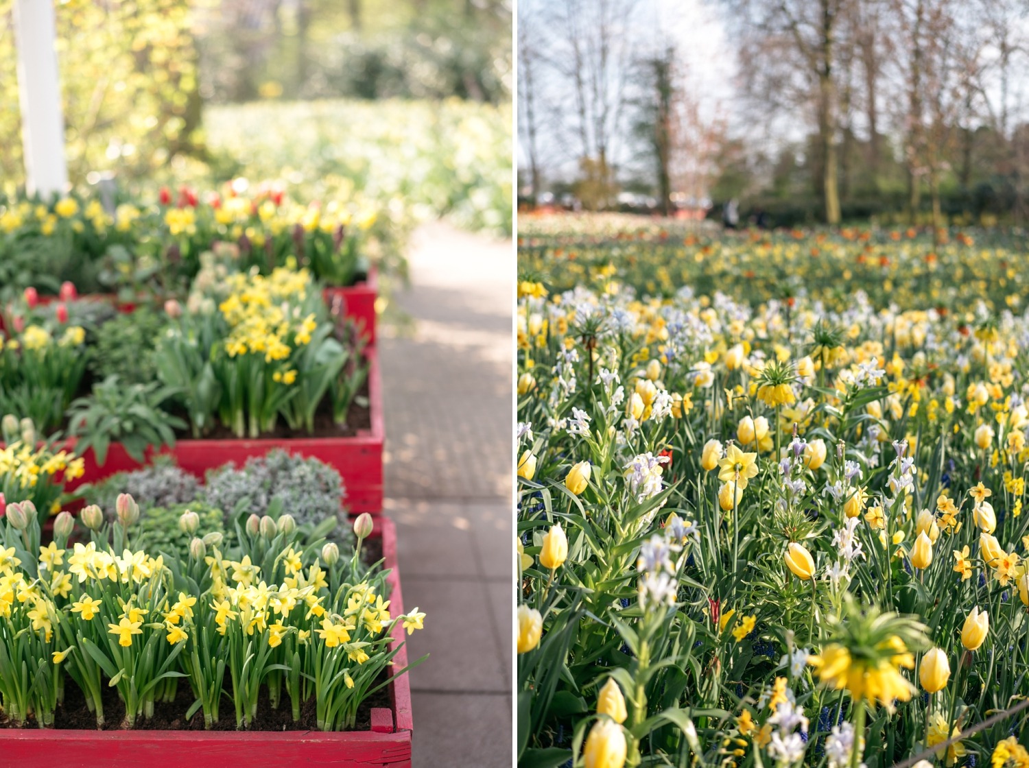 Keukenhof Hollande la haye pays bas tulipe  