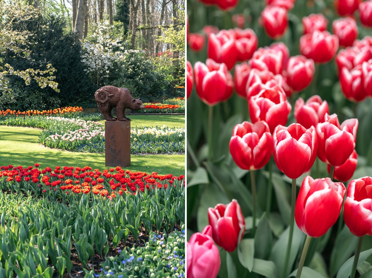 Keukenhof Hollande la haye pays bas tulipe  