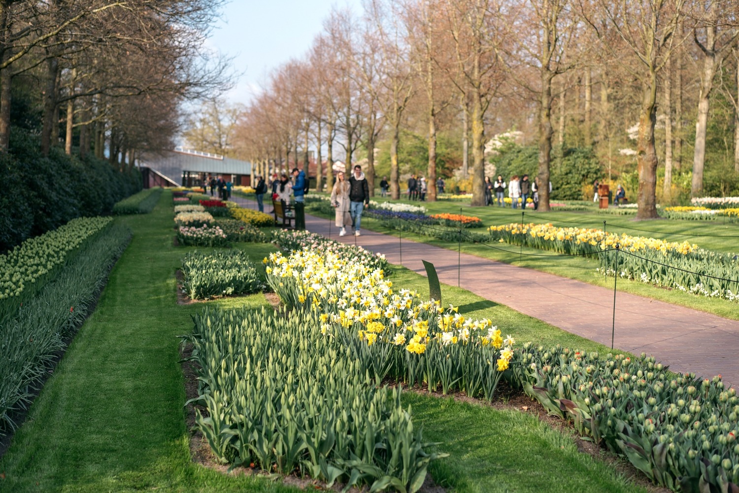 Keukenhof Hollande la haye pays bas tulipe  