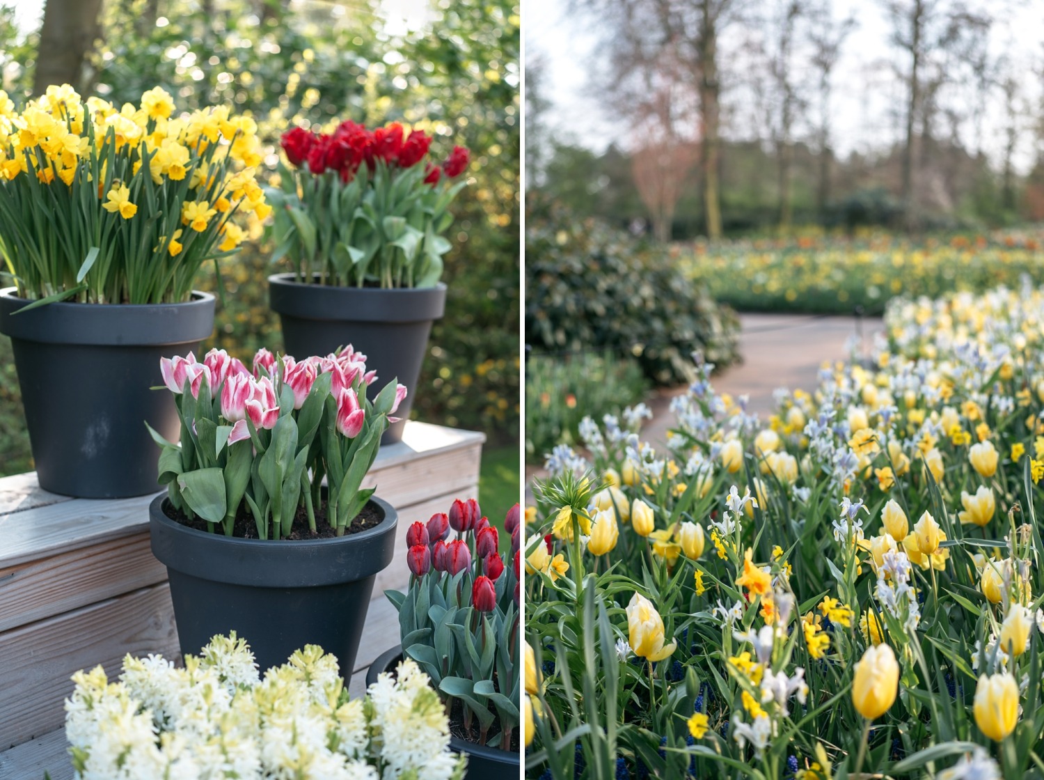 Keukenhof Hollande la haye pays bas tulipe  