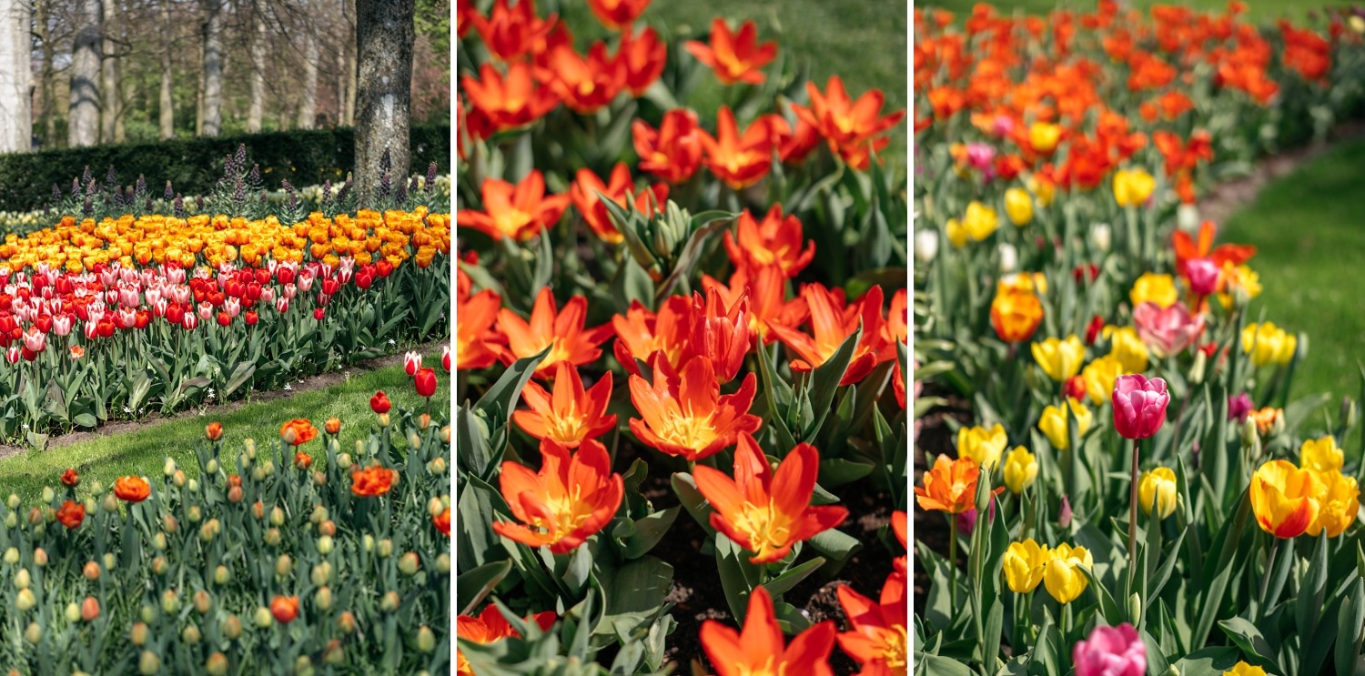 Keukenhof Hollande la haye pays bas tulipe  