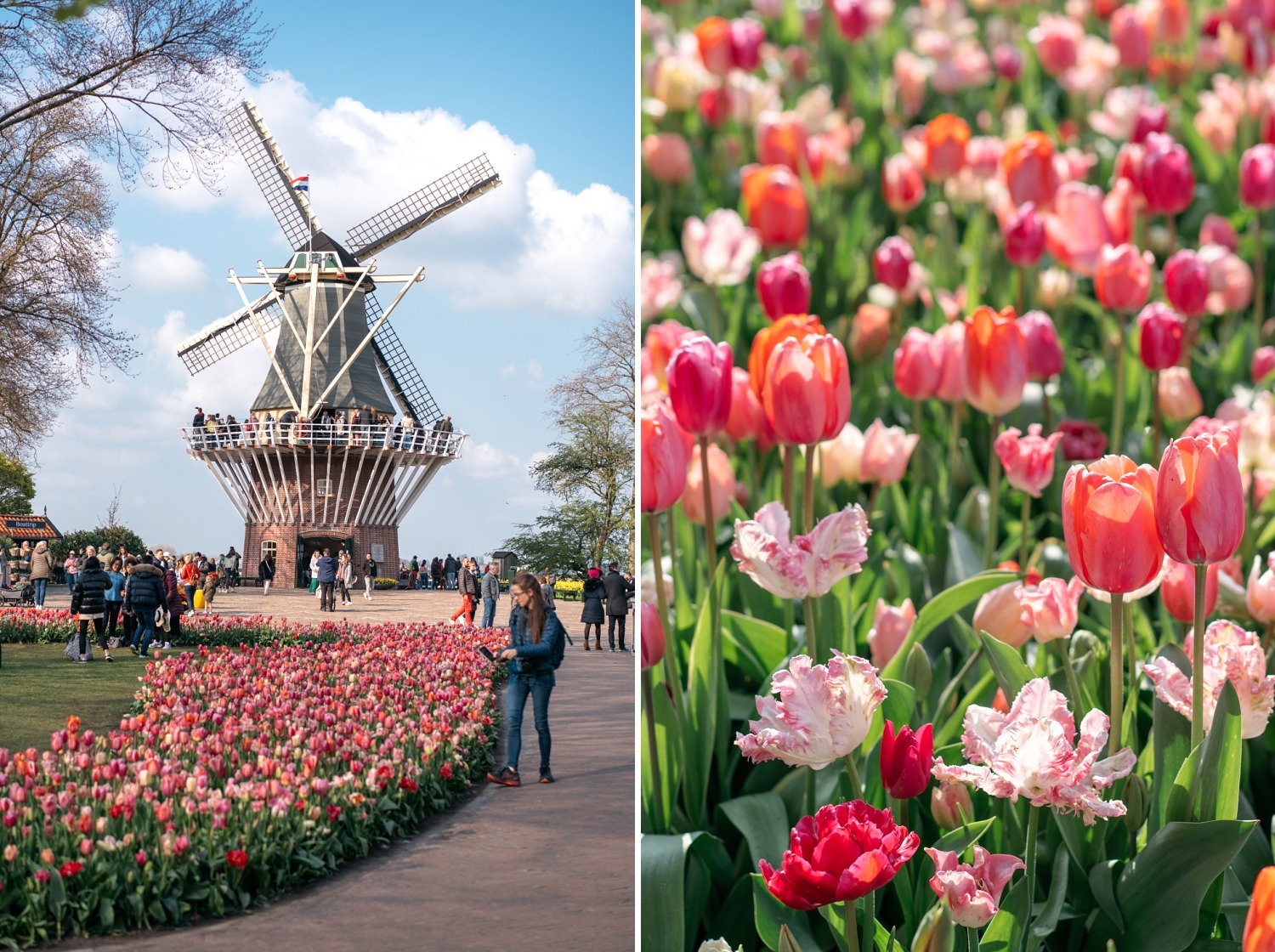 Keukenhof Hollande la haye pays bas tulipe  