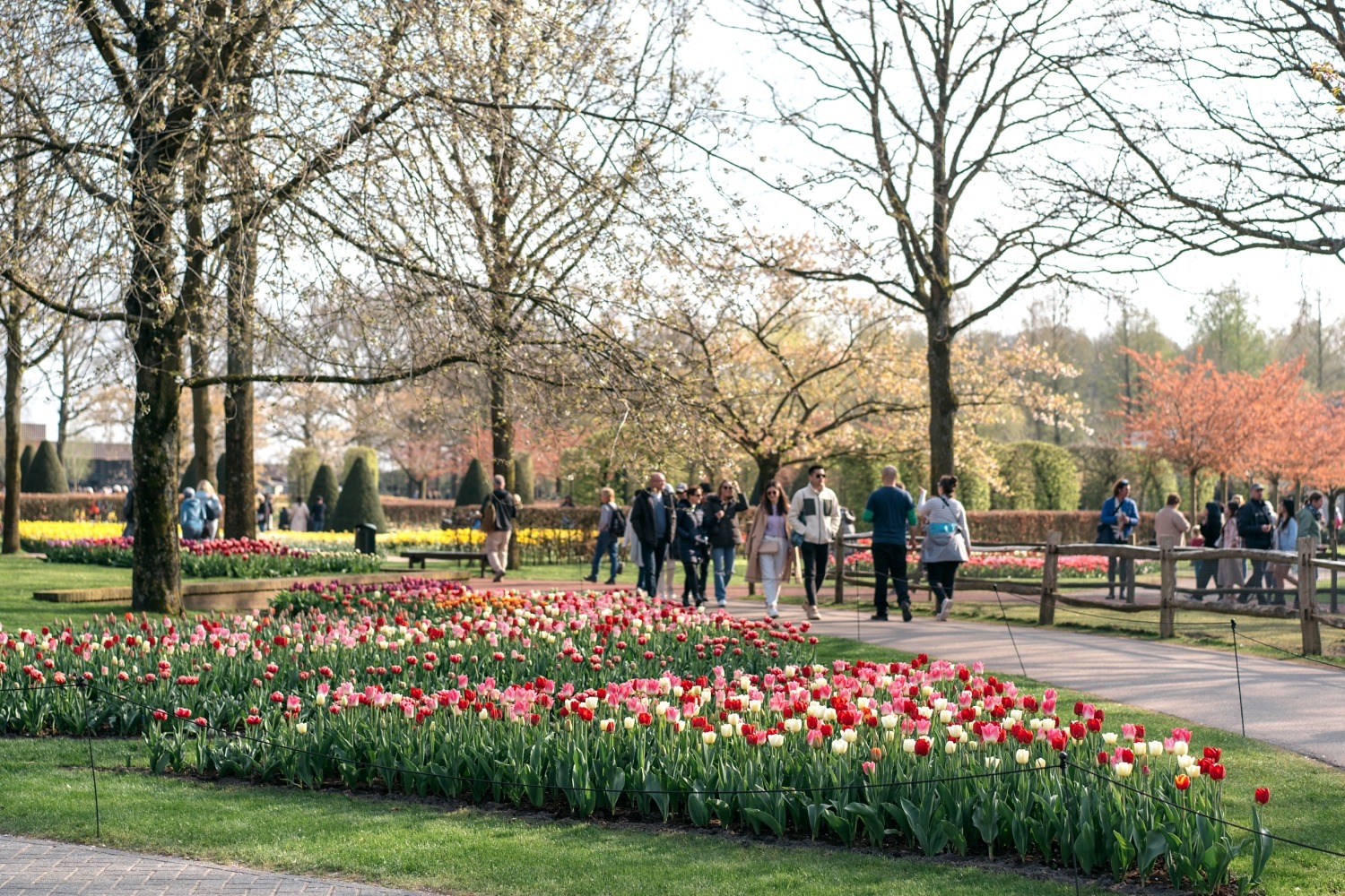 Keukenhof Hollande la haye pays bas tulipe  