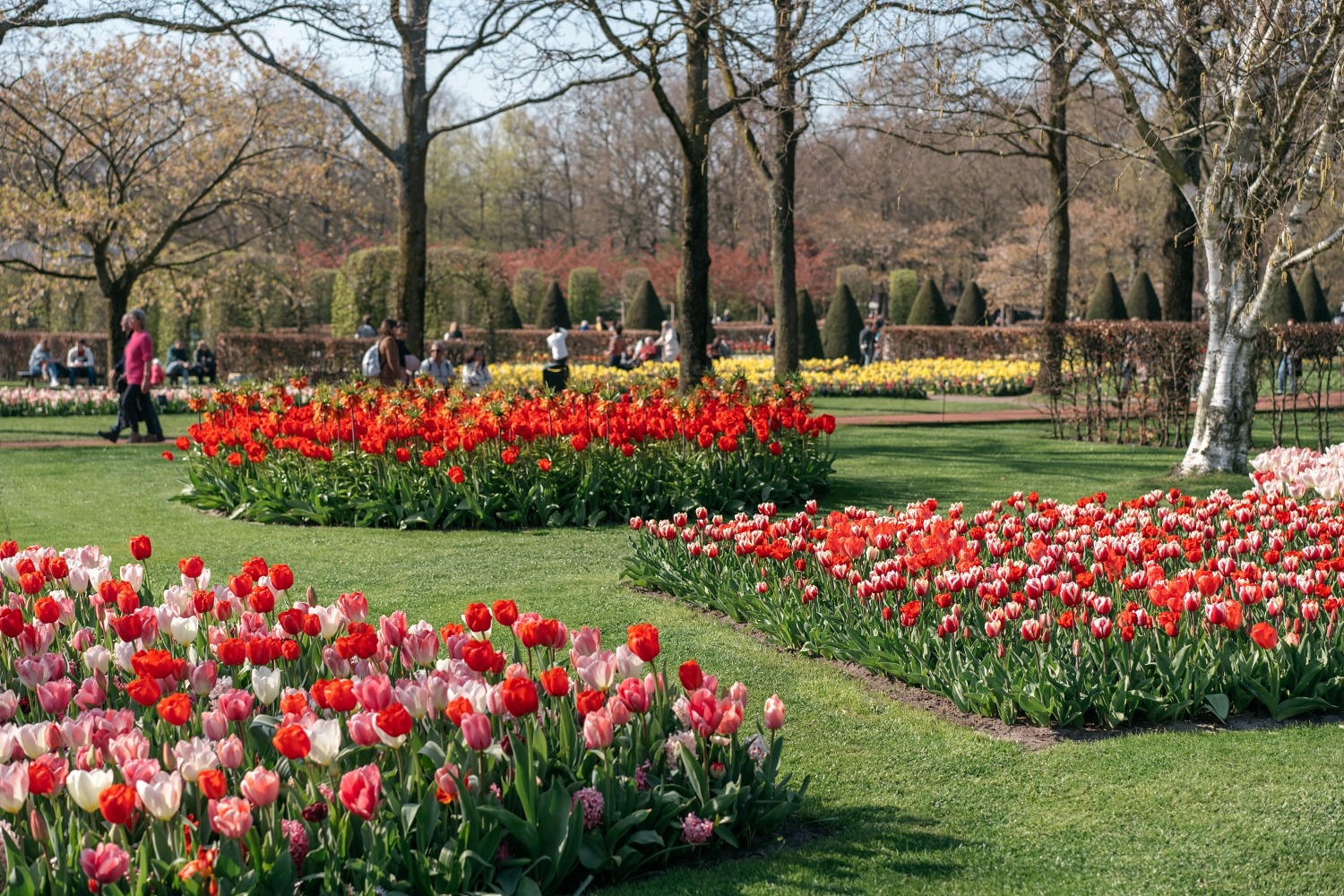 Keukenhof Hollande la haye pays bas tulipe  