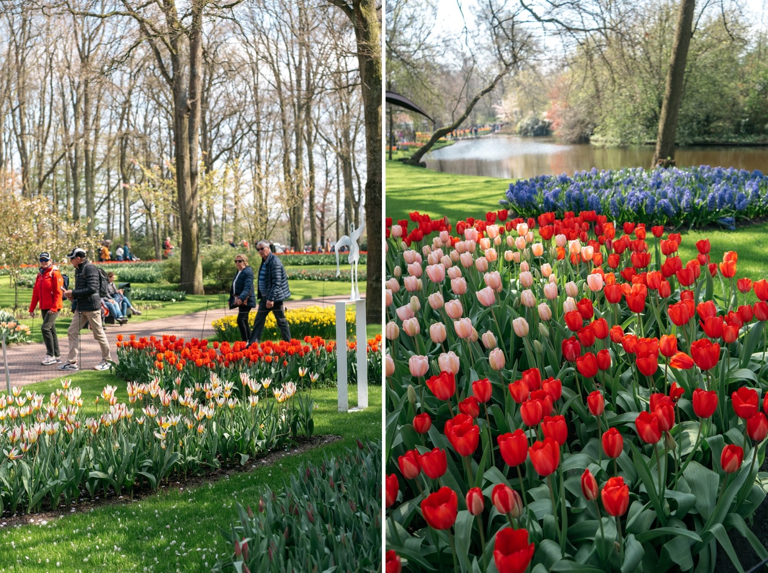 Keukenhof Hollande la haye pays bas tulipe  