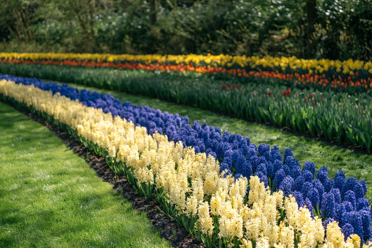 Keukenhof Hollande la haye pays bas tulipe  