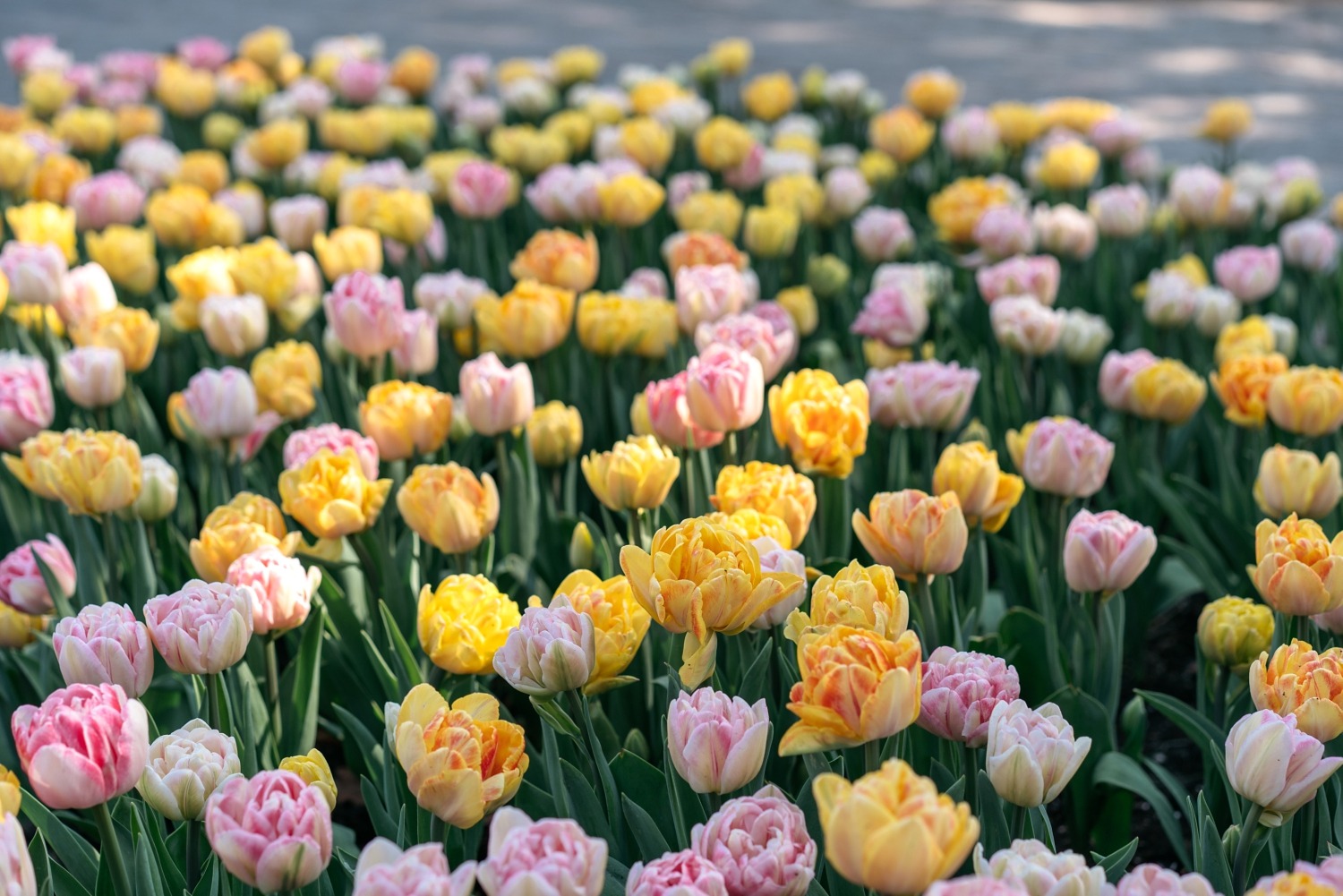 Keukenhof Hollande la haye pays bas tulipe  