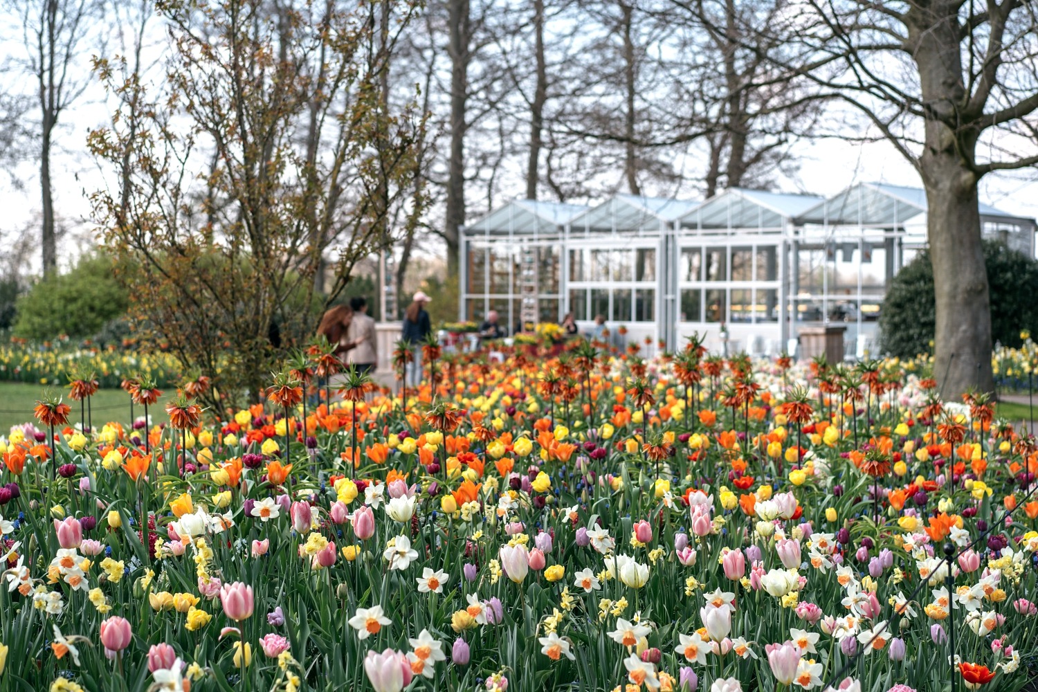 Keukenhof Hollande la haye pays bas tulipe  