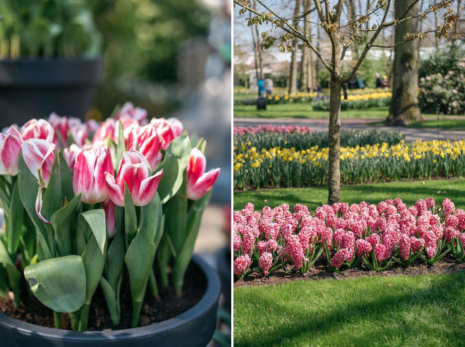 Keukenhof Hollande la haye pays bas tulipe  