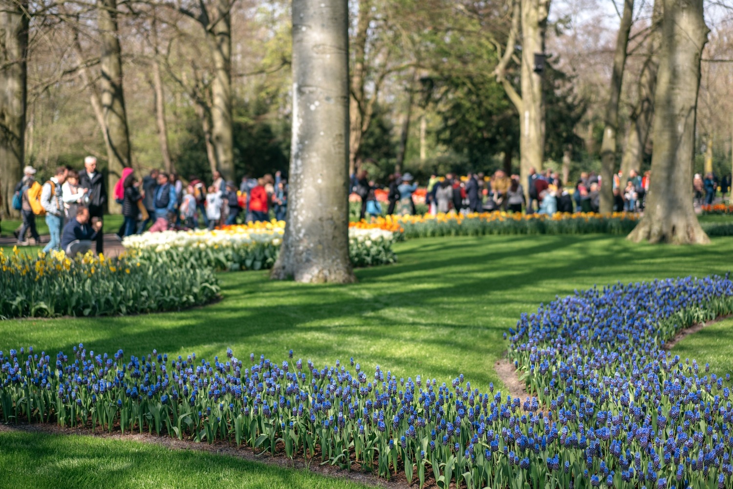 Keukenhof Hollande la haye pays bas tulipe  