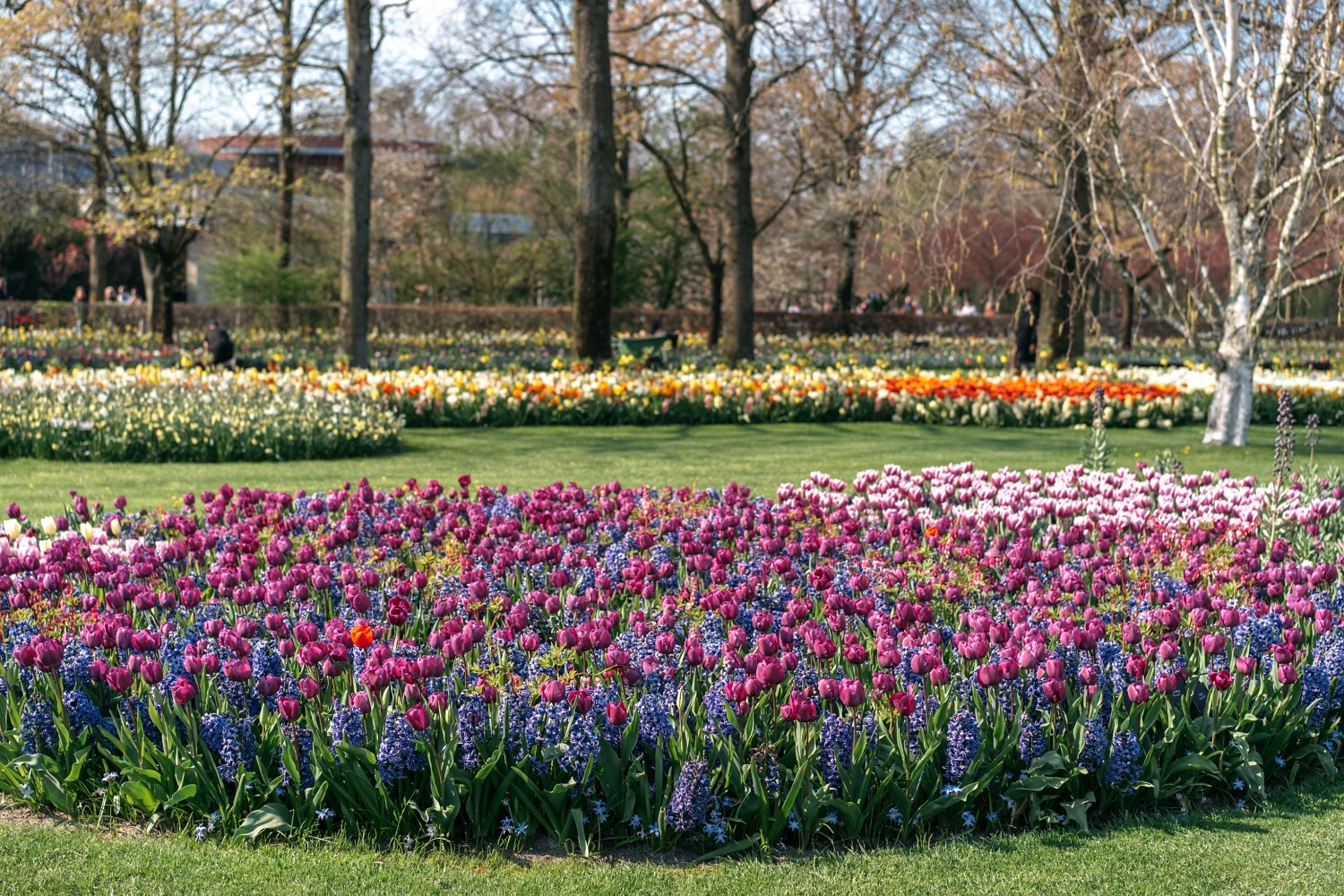 Keukenhof Hollande la haye pays bas tulipe  