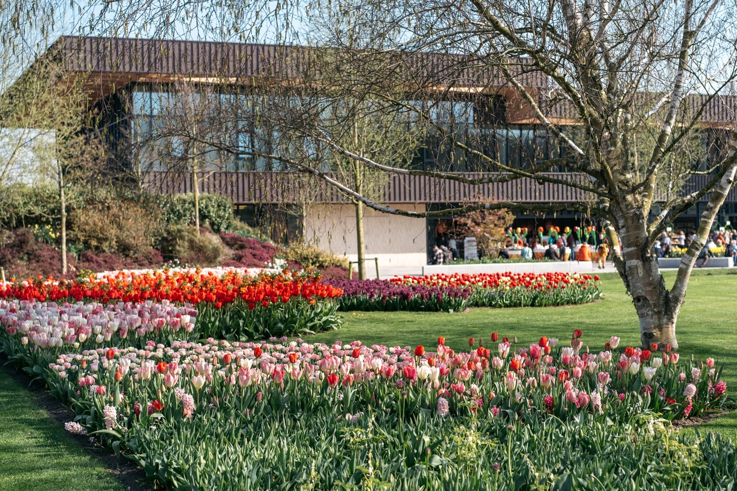 Keukenhof Hollande la haye pays bas tulipe  